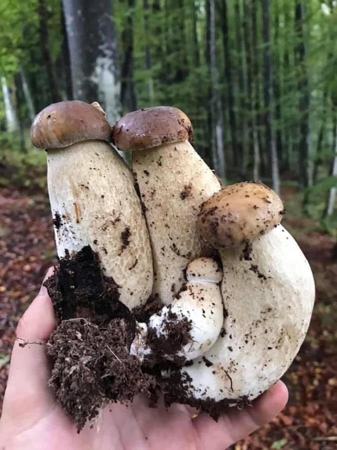 Rodnikovka Darino 아파트 외부 사진